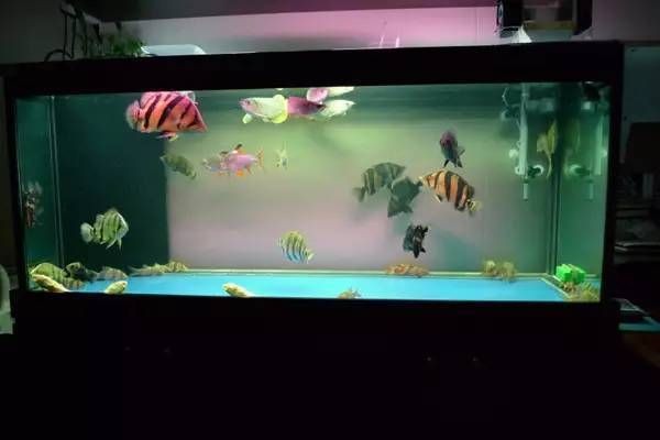 虎魚苗混養(yǎng)注意事項，如何判斷虎魚苗混養(yǎng)成功