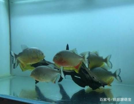 虎魚苗混養(yǎng)注意事項，如何判斷虎魚苗混養(yǎng)成功