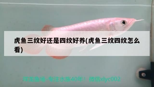 三紋虎魚繁殖常見問題，三紋虎魚繁殖水質管理技巧 三紋虎魚繁殖常見問題，三紋虎魚繁殖水質管理技巧 虎魚百科 第1張