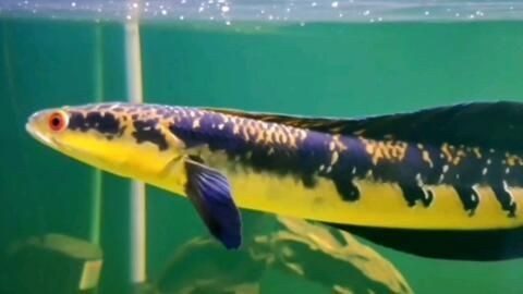 龍魚鼓鰓怎么治療
