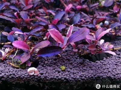 銀龍魚苗怎么養(yǎng)護(hù)和管理（銀龍魚苗怎么養(yǎng)護(hù)和管理視頻）