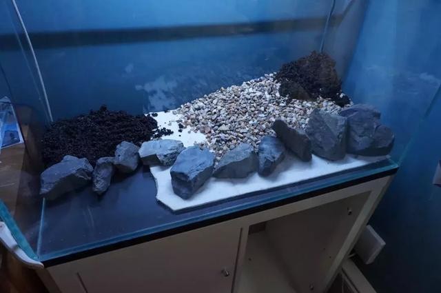 銀龍魚要怎么養,才能互動呢（銀龍魚要怎么養,才能互動呢視頻）