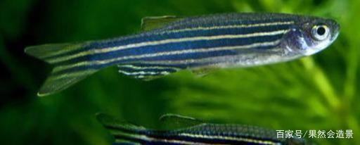銀龍魚是龍魚嗎還是海魚（銀龍魚是龍魚嗎還是海魚呢）