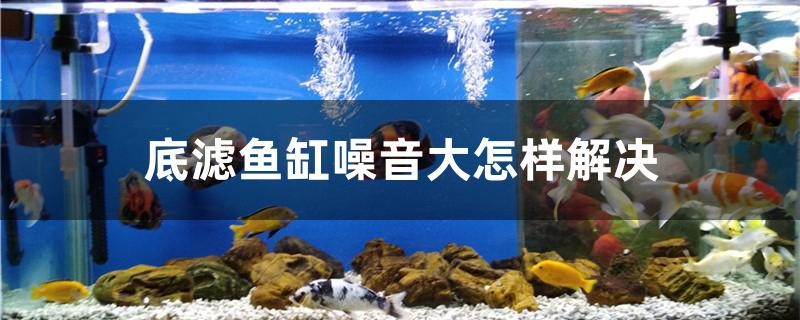 底濾魚缸噪音大怎樣解決