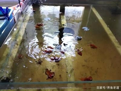 魚缸過濾系統的選擇魚缸過濾系統的選擇方法是什么：如何處理魚缸溢流