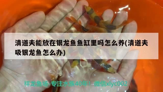 清道夫能放在銀龍魚魚缸里嗎怎么養(yǎng)(清道夫吸銀龍魚怎么辦)