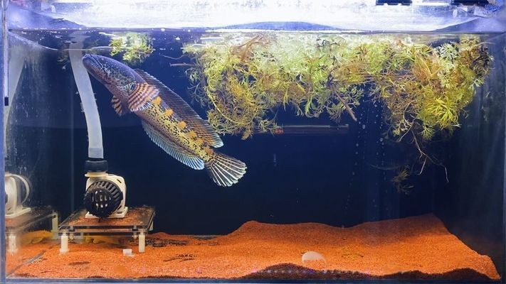 黃金眼鏡蛇雷龍魚缸多久換一次水，黃金眼鏡蛇雷龍魚缸換水建議每7天到半個月一次