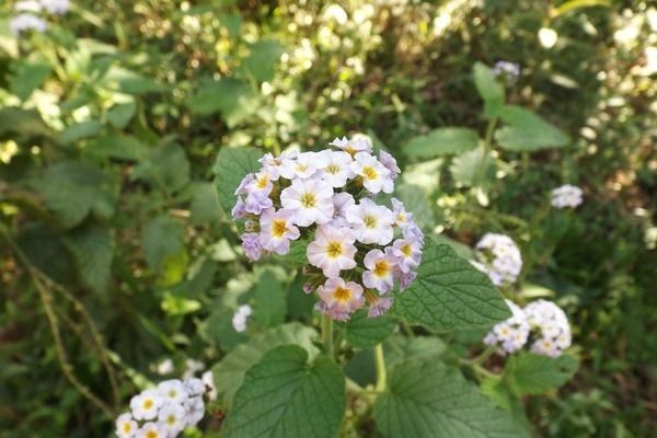 詳細閱讀:紅老虎魚活餌搭配飼料,紅老虎魚活餌搭配飼料搭配飼料是一種有效的飼養方法 紅老虎魚活餌搭配飼料,紅老虎魚活餌搭配飼料搭配飼料是一種有效的飼養方法