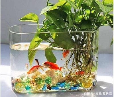 銀龍魚苗視頻（銀龍魚苗怎么養）
