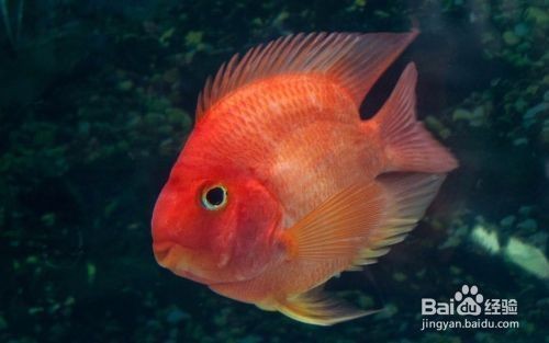 紅鸚鵡魚在魚缸底部趴著的區(qū)別是由多個因素引起的：紅鸚鵡魚在魚缸底部趴著可能是由多個因素引起的，鸚鵡魚趴著