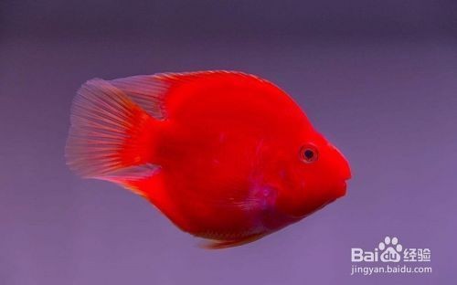 紅鸚鵡魚在魚缸底部趴著的區(qū)別是由多個因素引起的：紅鸚鵡魚在魚缸底部趴著可能是由多個因素引起的，鸚鵡魚趴著