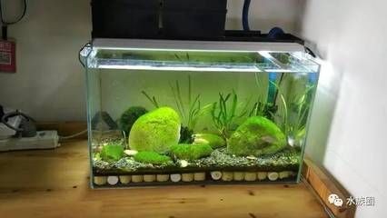 草缸與底濾魚缸的區(qū)別：底濾魚缸如何改造