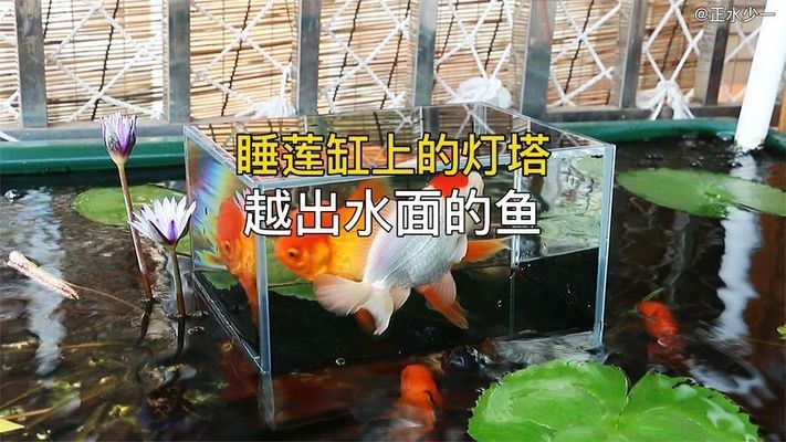 銀龍魚最長能有多長的壽命(銀龍魚一般能活幾年)