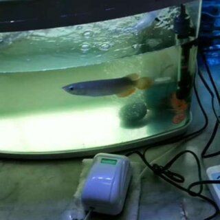 紅龍魚怎么打燈好看又漂亮