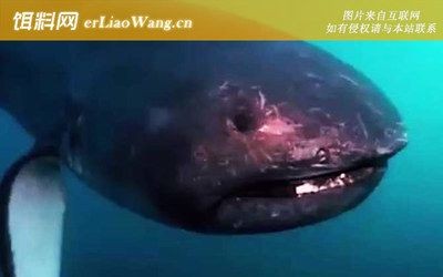 卵胎生鯊魚的生活習性，卵胎生鯊魚的繁殖周期是多久？
