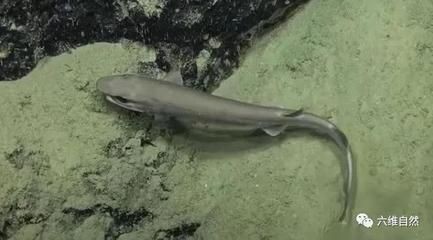 卵胎生鯊魚的生活習性，卵胎生鯊魚的繁殖周期是多久？