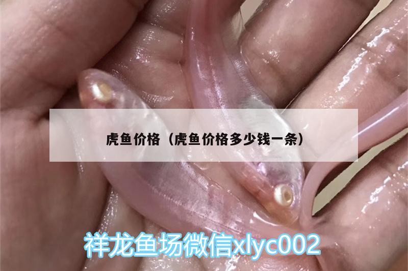 虎魚價格（虎魚價格多少錢一條）