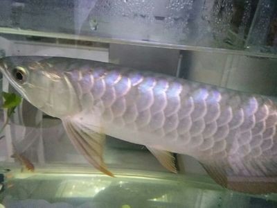 龍魚中毒怎么治療最好