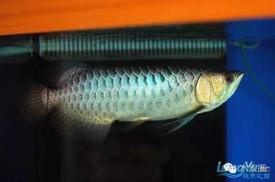 龍魚中毒怎么治療最好