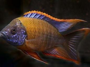 坦湖魚類適應(yīng)性特征的演化過程，坦湖魚類的適應(yīng)性特征演化過程