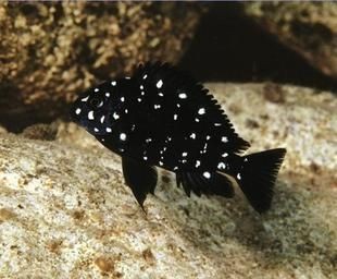 坦湖魚類適應(yīng)性特征的演化過程，坦湖魚類的適應(yīng)性特征演化過程