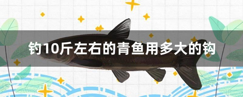 釣10斤左右的青魚用多大的鉤