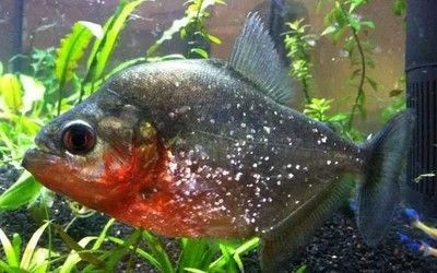 印尼四紋虎魚夜行習性解析，印尼四紋虎魚夜行習性對繁殖影響，如何觀察四紋虎魚夜行動作