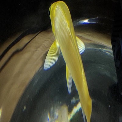 金龍魚紅龍魚銀龍魚混養（金龍魚,銀龍魚,紅龍魚能混養嗎）