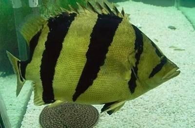 虎魚飼料訓餌技巧，虎魚訓餌技巧