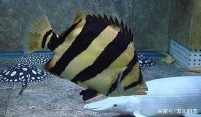 虎魚飼料訓餌技巧，虎魚訓餌技巧