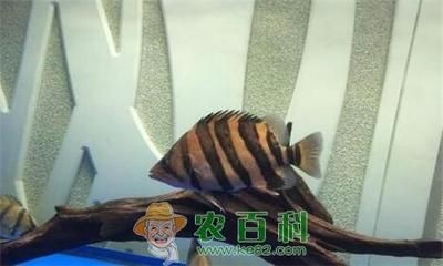 龍魚珠鱗全亮對(duì)龍魚價(jià)格有何影響，龍魚珠鱗全亮后還會(huì)再亮嗎，如何判斷龍魚珠鱗是否全亮