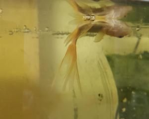 搬新家舊魚缸怎么處理好：如何處理舊魚缸？