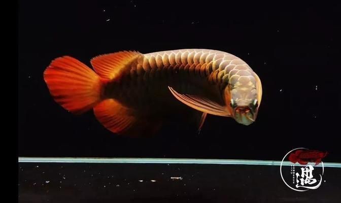 龍魚要死的前兆為啥缸地有物