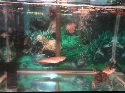 黃金河虎魚混養缸體要求，黃金河虎魚混養缸體的要求由于其體型龐大，成年后可達120厘米