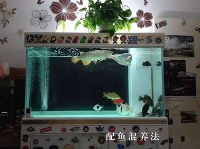 黃金河虎魚混養缸體要求，黃金河虎魚混養缸體的要求由于其體型龐大，成年后可達120厘米