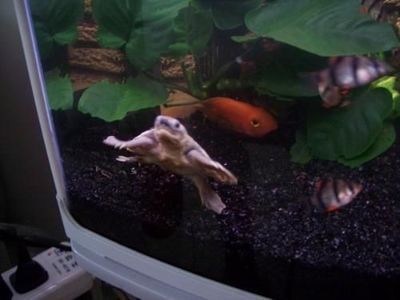 黃金河虎魚混養缸體要求，黃金河虎魚混養缸體的要求由于其體型龐大，成年后可達120厘米