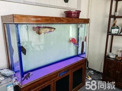 黃金河虎魚混養缸體要求，黃金河虎魚混養缸體的要求由于其體型龐大，成年后可達120厘米