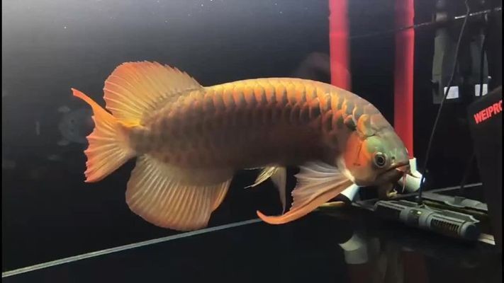 銀龍魚等級區分圖解（銀龍魚等級區分圖解大全）