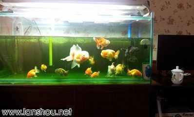 黑魚的飼養方法：黑魚在魚缸中的飼養技巧