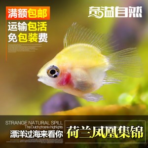 銀龍魚一直撞缸怎么辦（銀龍魚一直撞缸怎么辦啊）