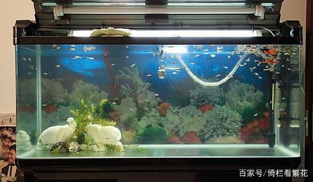 黃化白子銀龍魚和黃化銀龍魚的區別（黃化白子銀龍魚和黃化銀龍魚的區別圖片）