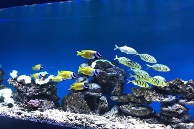 水族論壇專(zhuān)業(yè)板塊分類(lèi)查詢(xún)，專(zhuān)業(yè)的水族論壇及其板塊分類(lèi)