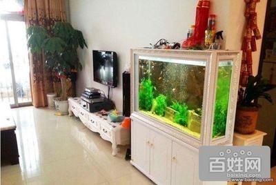 描寫銀龍魚的作文（描寫銀龍魚的作文400字）