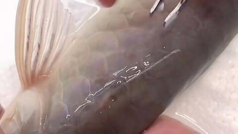 銀龍魚身上起白色水泡是怎么回事（銀龍魚身上起白色水泡是怎么回事啊）
