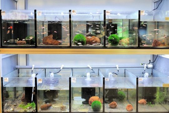 龍魚和銀龍魚一起養嗎圖片（龍魚和銀龍魚一起養嗎圖片大全）