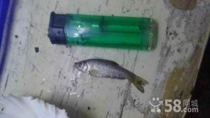 龍魚把飼料嚼碎吐出來會死嗎為什么