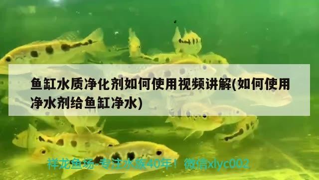龍魚虎魚混養視頻教程全集（龍魚虎魚混養視頻教程全集免費觀看）