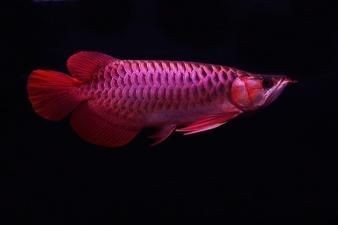 紅龍魚(yú)為什么會(huì)有金頭