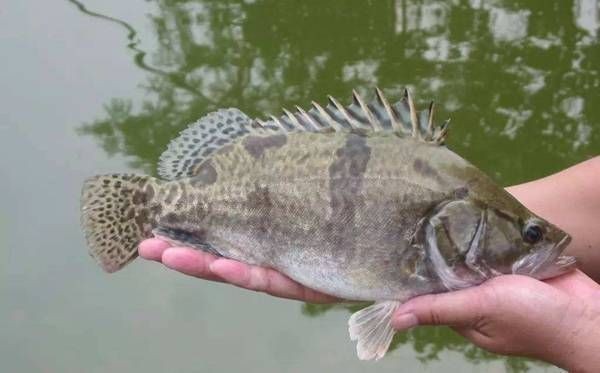 虎魚幼年期如何預(yù)防內(nèi)寄生蟲，如何有效預(yù)防虎魚幼年期內(nèi)寄生蟲問題
