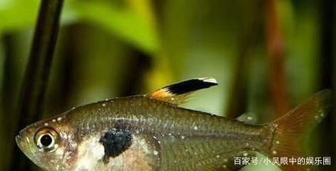 虎魚幼年期如何預(yù)防內(nèi)寄生蟲，如何有效預(yù)防虎魚幼年期內(nèi)寄生蟲問題